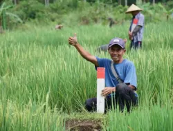 Warga memasang patok batas tanah untuk mencegah sengketa lahan