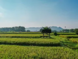 Lahan sawah Indonesia dalam program perlindungan pemerintah