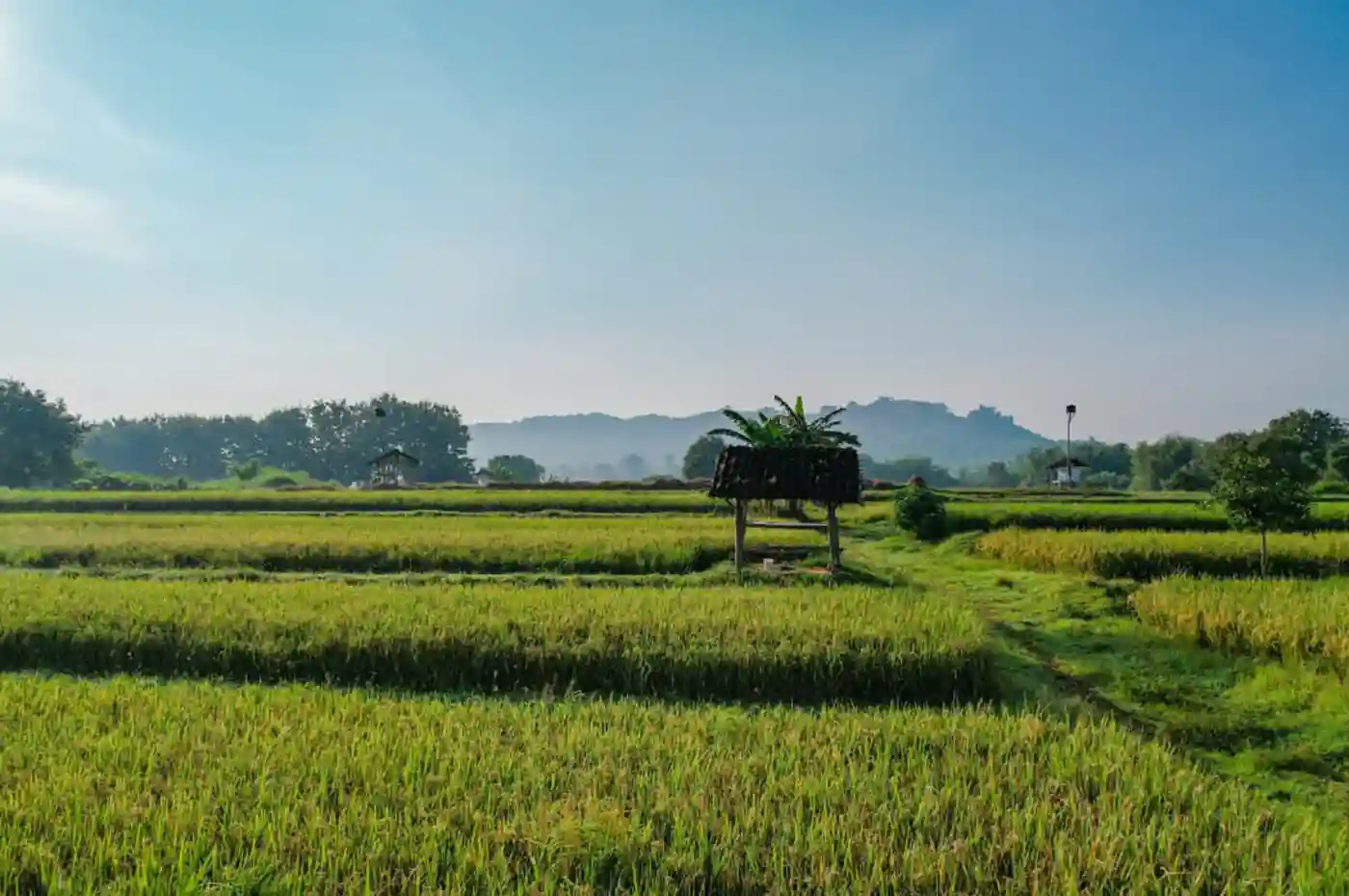 Lahan sawah Indonesia dalam program perlindungan pemerintah