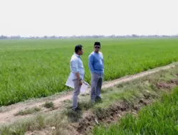 Nusron Wahid meninjau lahan sawah Indramayu untuk kawasan industri