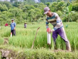 patok batas tanah untuk mencegah sengketa lahan